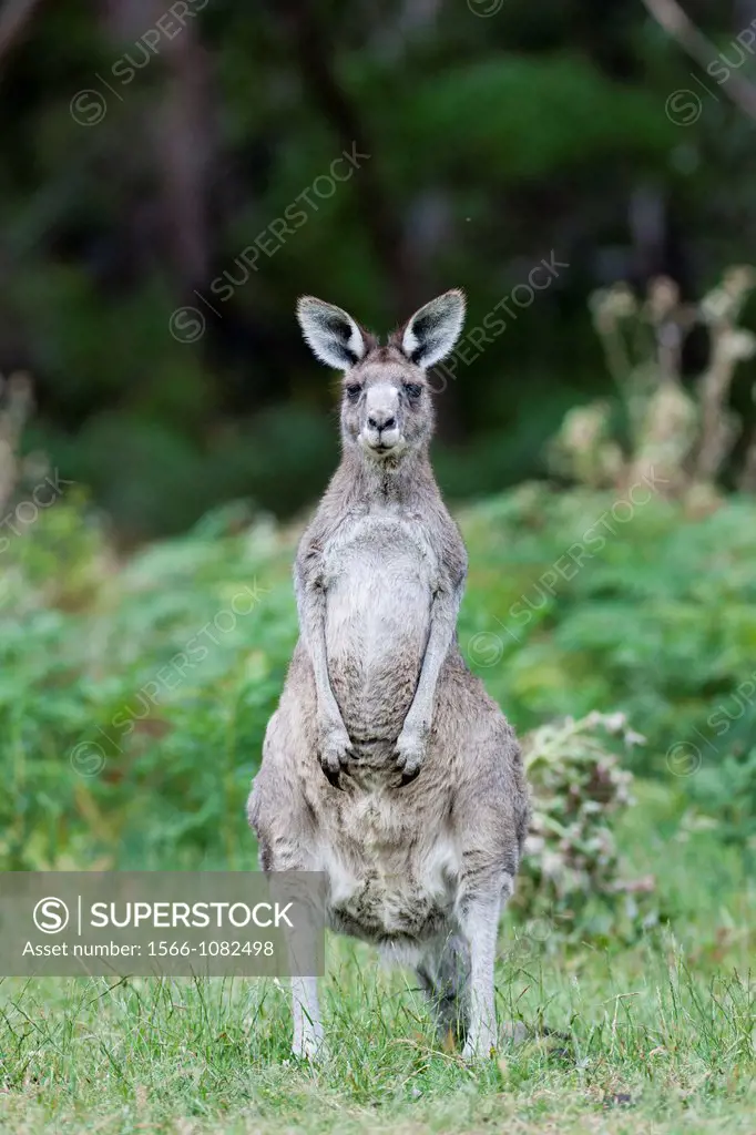 Eastern grey kangaroo Macropus giganteus, it is the second largest living marsupial and one of the icons of Australia The Eastern grey kangaroo is mai...