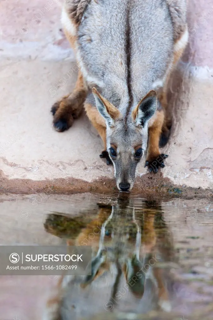 Yellow-footed rock-wallaby, Petrogale xanthopus, in the Flinders Ranges National Park in the outback of South Australia Drinking water from a small po...