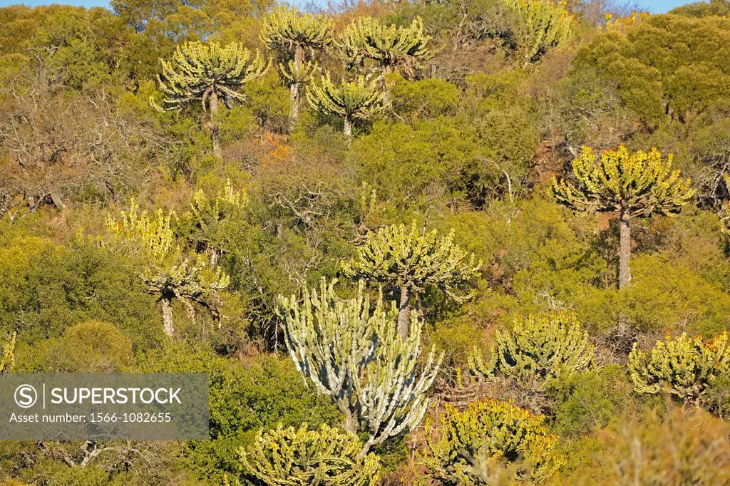 Candelabra-Tree Euphorbia cooperi in Ithala National Park, Republic of South Africa.