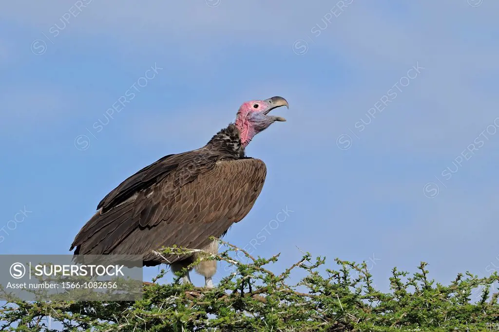 Lappet-faced vulture = Nubian vulture (Torgos tracheliotus) perched on top of an acacia-tree, calling. Masai Mara Preserve, Kenya.
