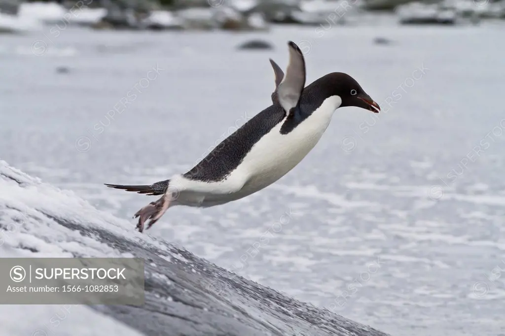 Adélie penguin Pygoscelis adeliae leaping into the sea at Booth Island, Antarctica