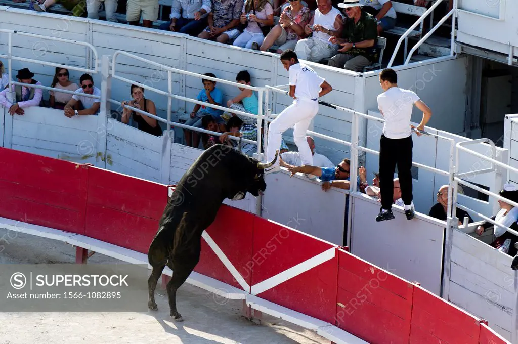 France, Bouches du Rhone, Arles, 13, Camargue, Race Camargue, Bullfighting in the arena of Arles.
