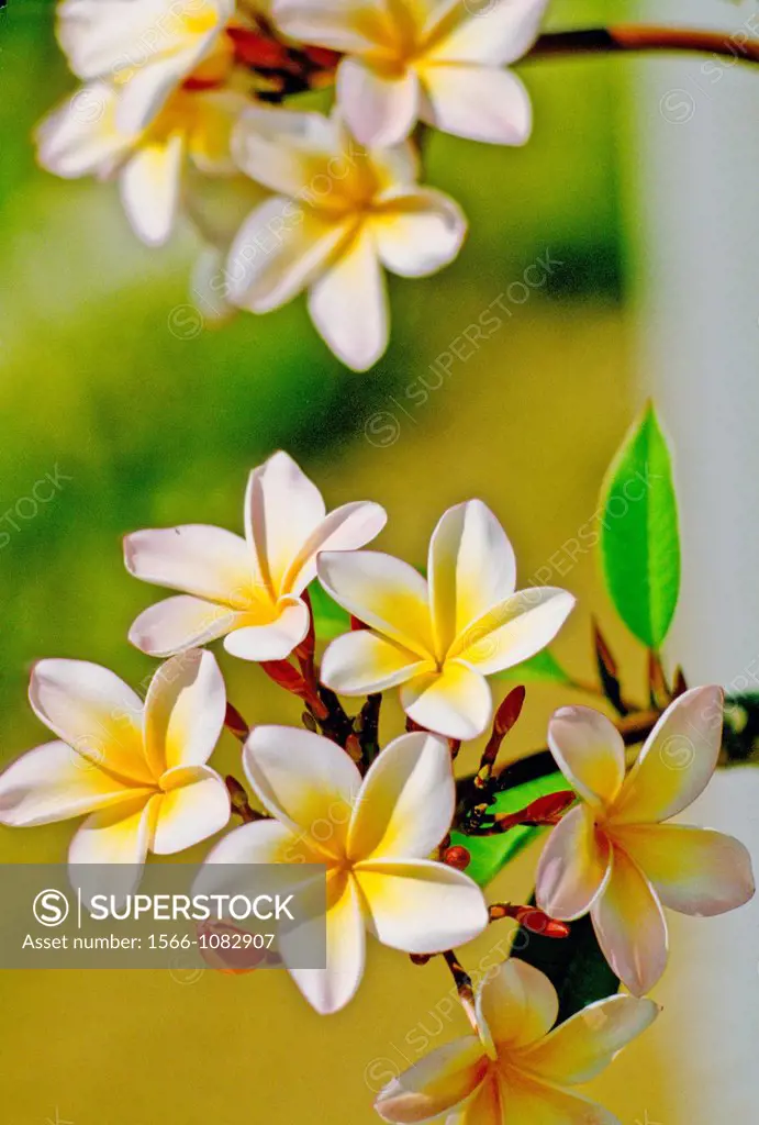 Frangipani Blossoms