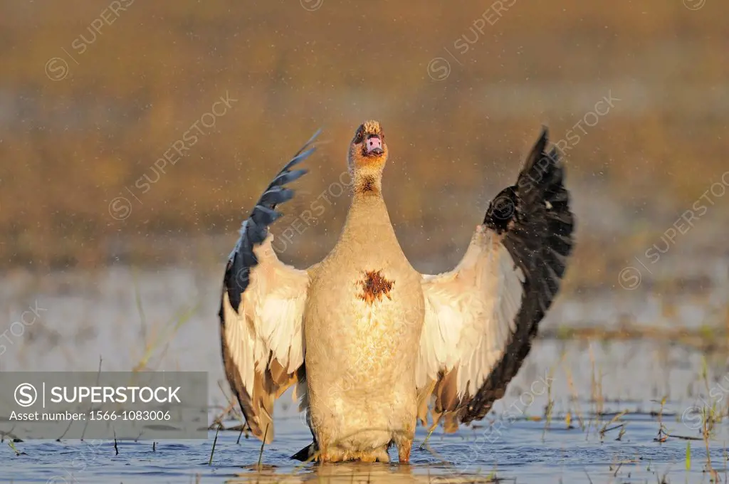 Egyptian goose taking a bath, Chobe River NP, Botswana.