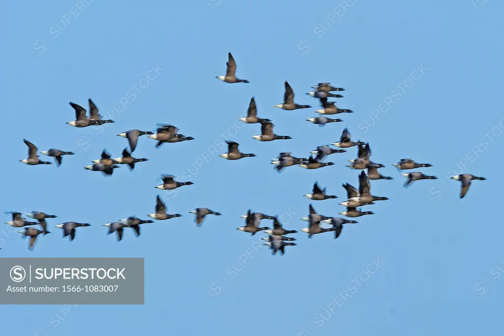 Barnacle geese in flight. Texel Island, The Netherlands.