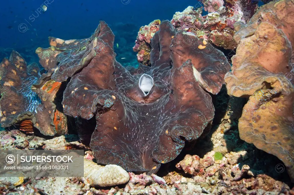 Giant giant clam Tridacna gigas  This is the largest species of bivalve in the world  Bunaken NP, North Sulawesi, Indonesia