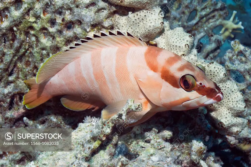 Blacktip grouper Epinephelus fasciatus perched on corals  Egypt, Red Sea