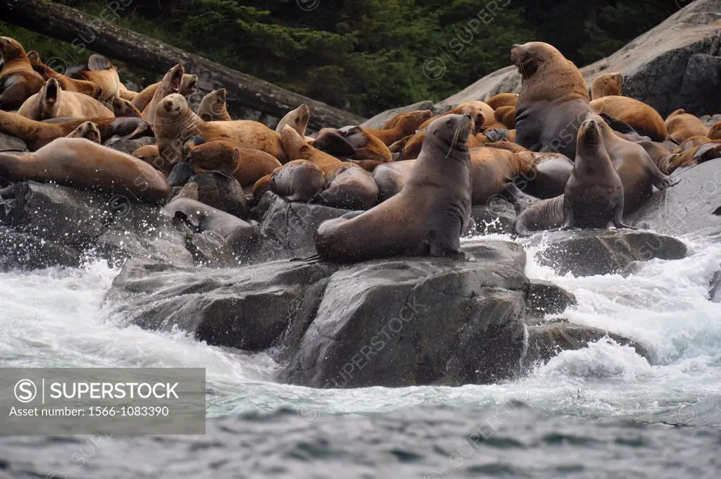 Steller sea lion Eumetopias jubatus Haulout at Ashby Point, Hope Island, Vancouver Is, British Columbia, Canada