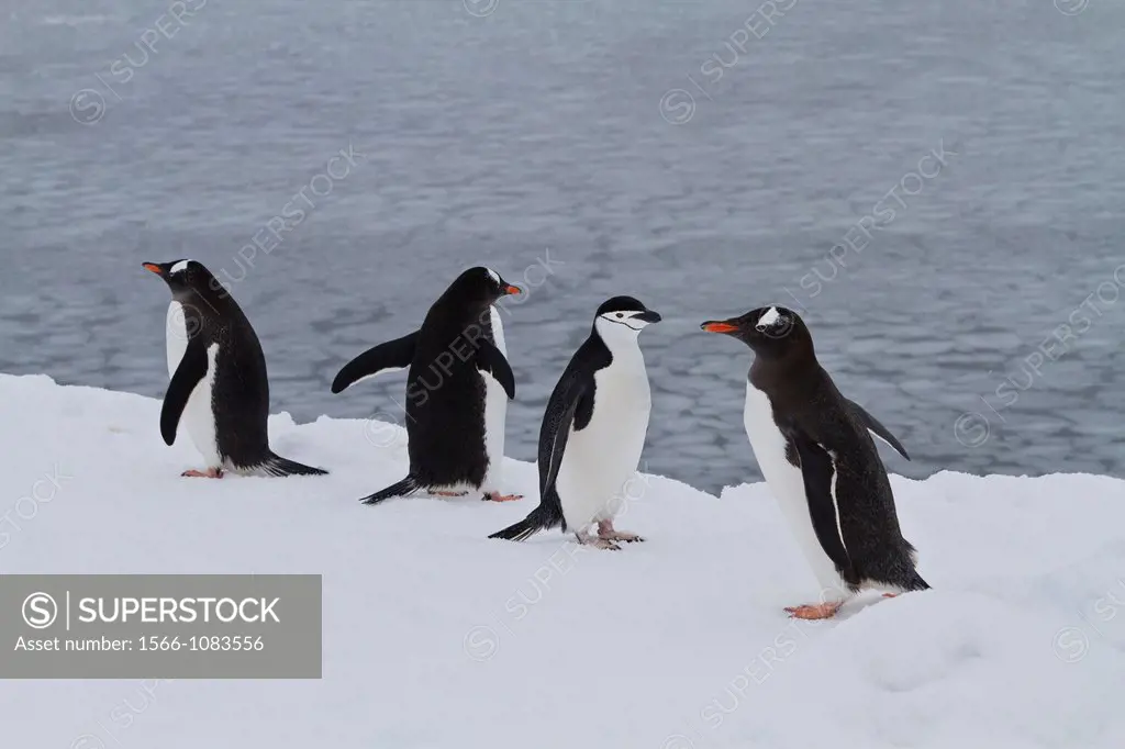 Adult gentoo penguins Pygoscelis papua on ice with chinstrap penguin Pygoscelis antarctica at Booth Island, Antarctica, Southern Ocean