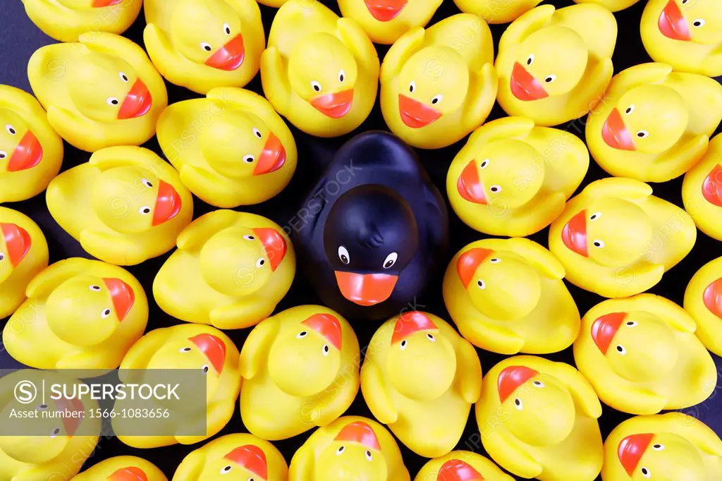 flock of rubber ducks - symbolism of leader or black duck of the family
