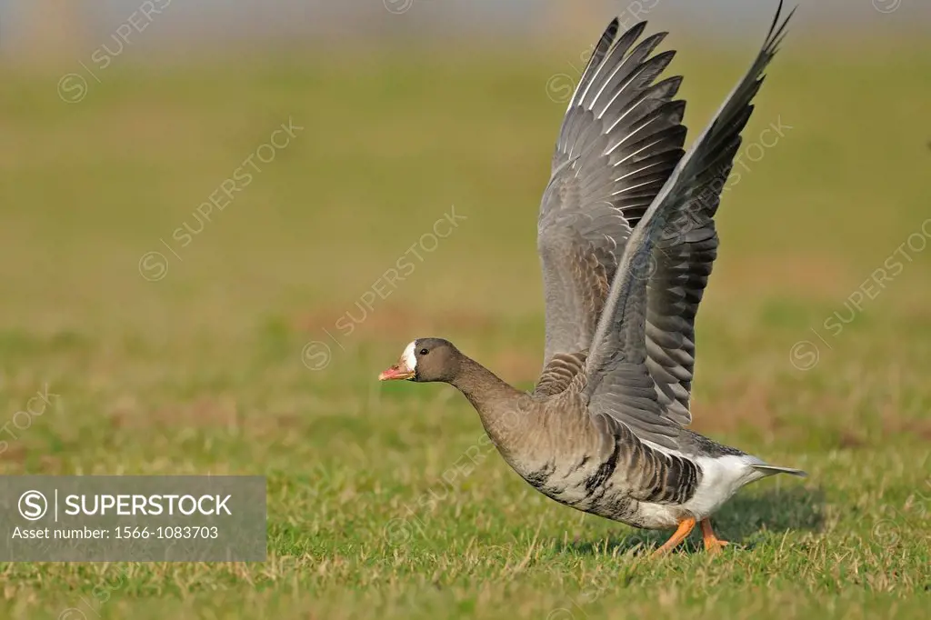 white-fronted goose taking off from a meadow at lower River Rhein, Germany.
