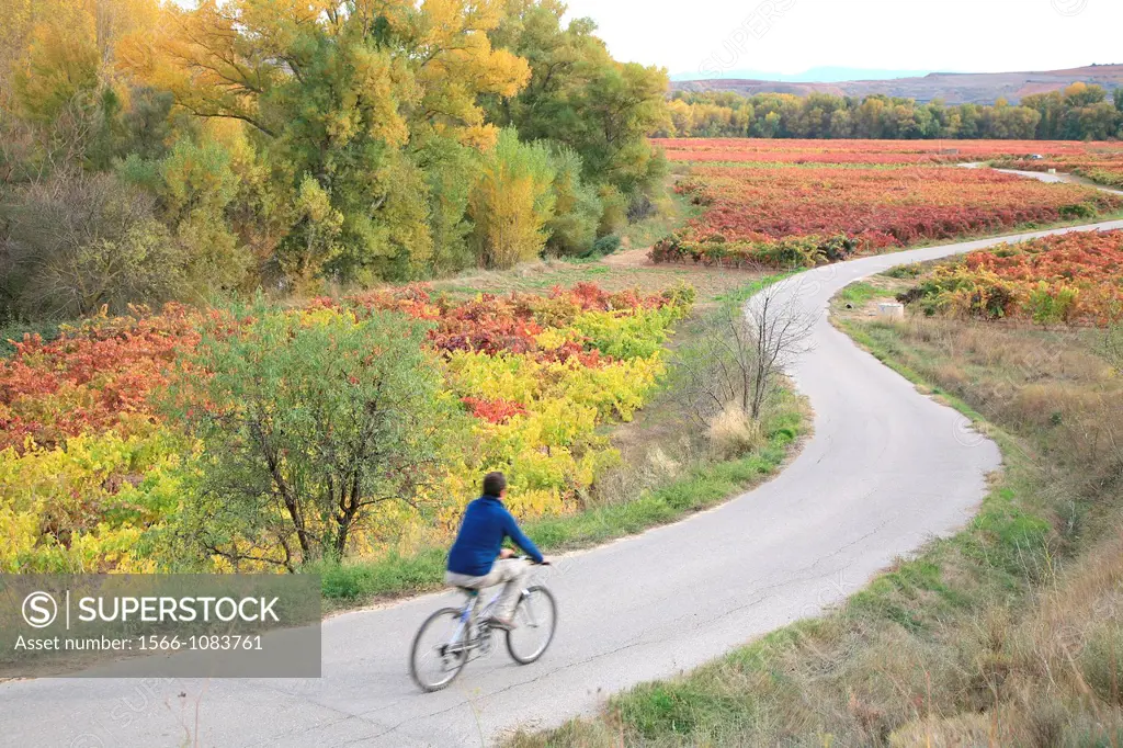 Enjoying Rioja landscape, at autumn season, La Rioja, Spain, Europe