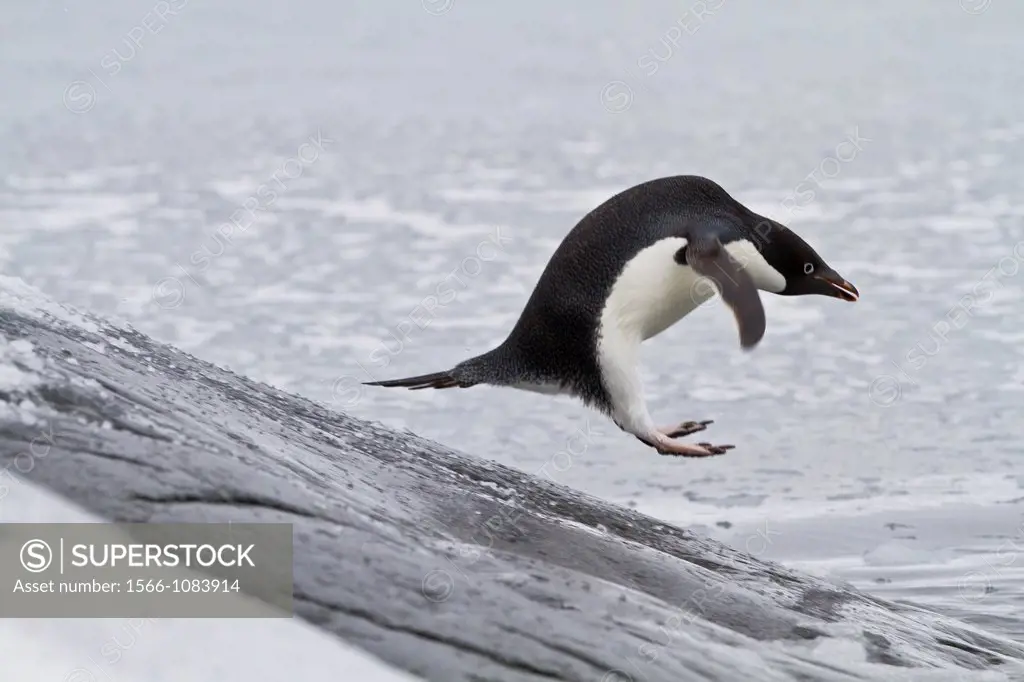 Adélie penguin Pygoscelis adeliae leaping into the sea at Booth Island, Antarctica