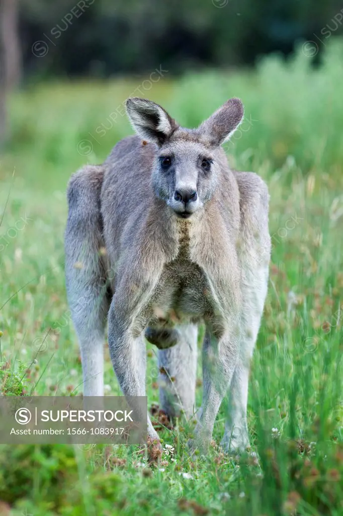 Eastern grey kangaroo Macropus giganteus, it is the second largest living marsupial and one of the icons of Australia Bull grazing The Eastern grey ka...