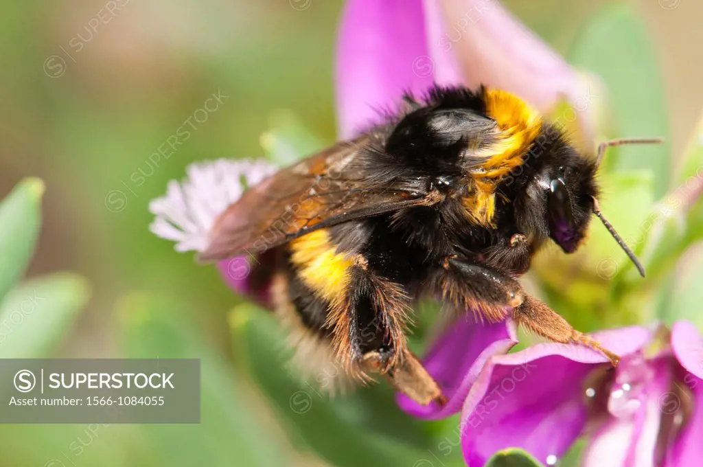 Bumble Bee pollinating in garden, Spain