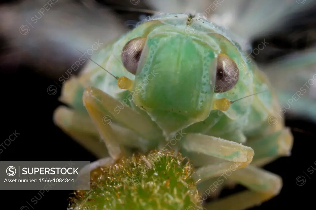 Acanalonidae planthopper nymph