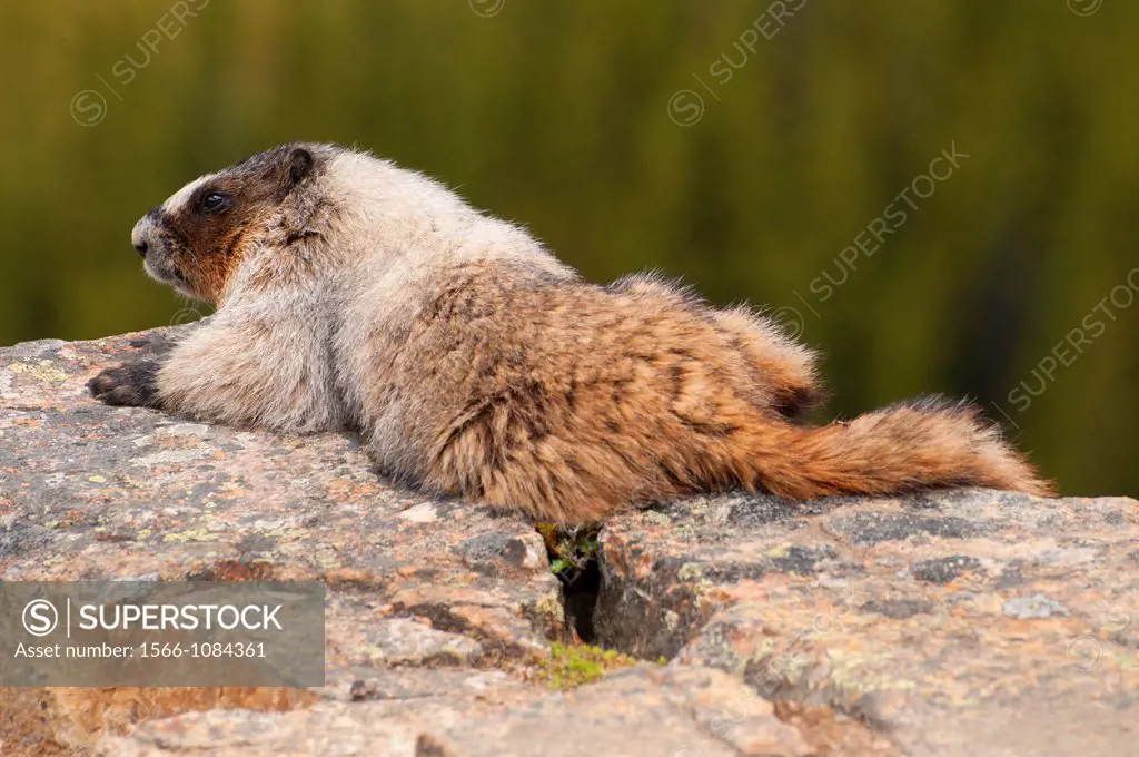 Marmot, Banff National Park, Alberta, Canada