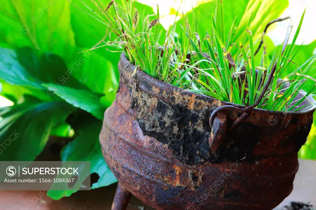 Cast iron cooking pot used as plant container  Called phutu by indigenous tribes and potjie by Afrikaners  South Africa  Hi-key