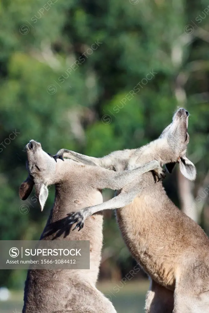 Australia, Victoria, Grampians National Park, halfway between the village of Halls Gap and Lake Bellfield near Fyans Creek. Eastern grey kangaroo (Mac...