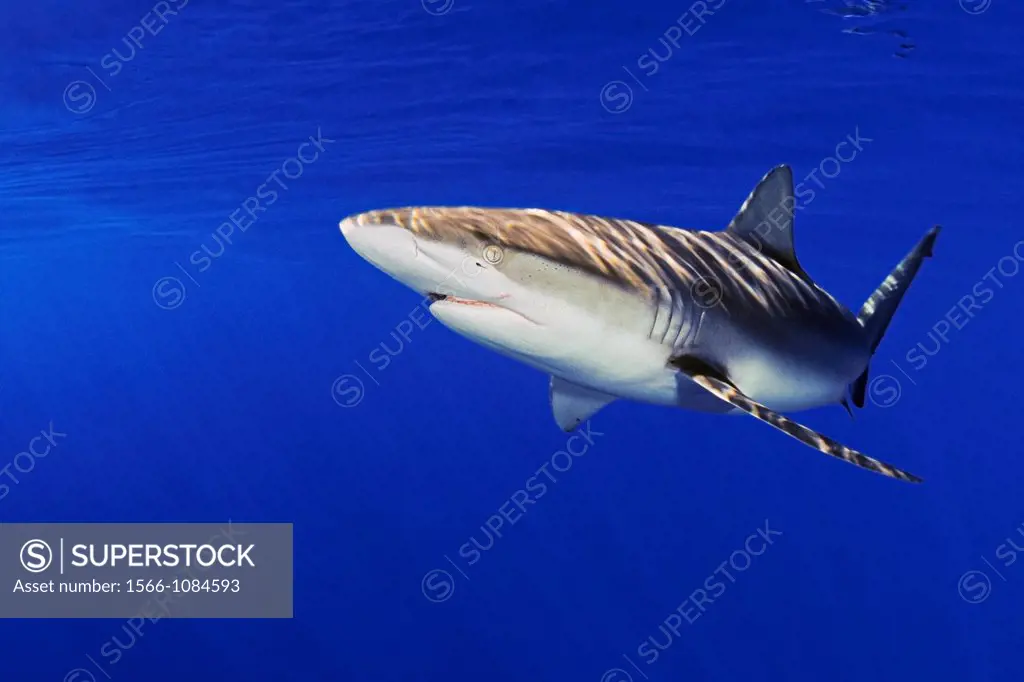 Galapagos shark, Carcharhinus galapagensis, offshore, North Shore, Oahu, Hawaii, USA, Pacific Ocean