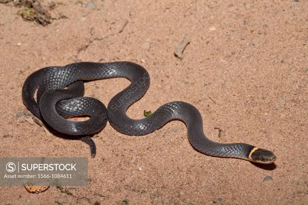Northern ring-necked snake, Diadophis punctatus edwardsii, native to North America