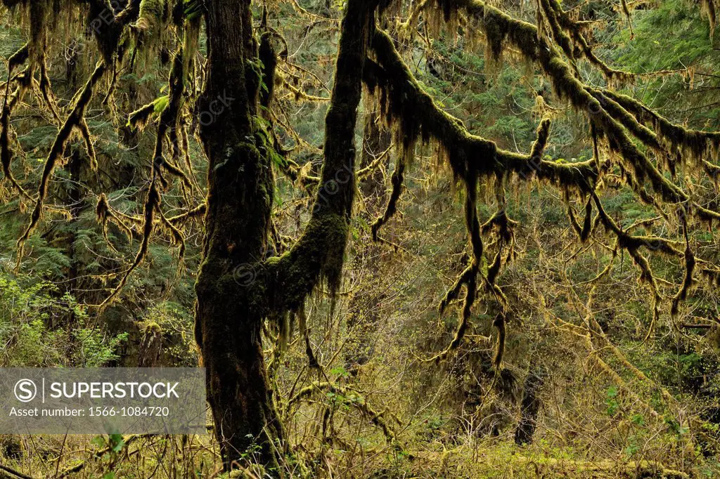 Bigleaf maple Acer macrophyllum with epiphytic mosses, Olympic NP Hoh Rainforest, Washington, USA