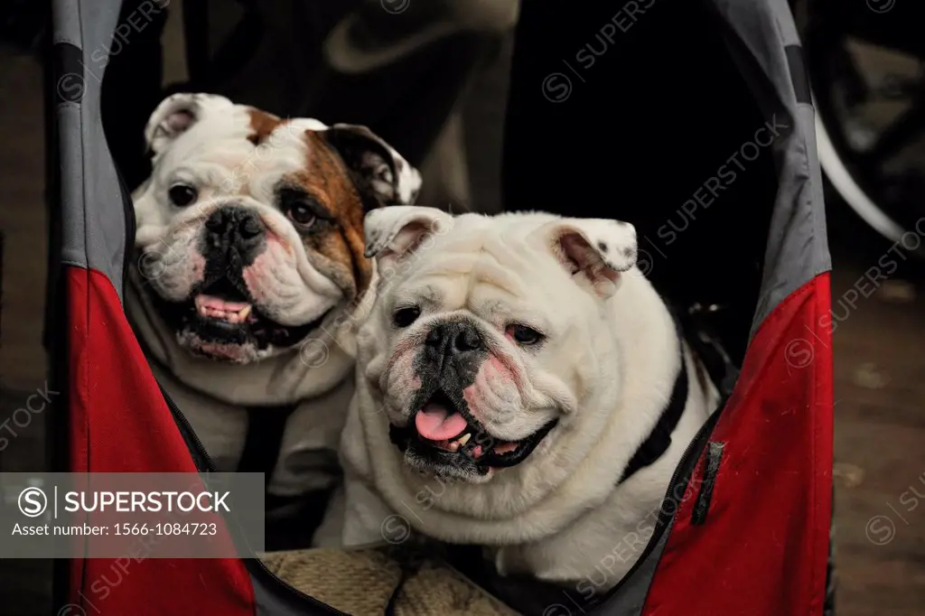 English bulldogs- ´Petunia´ and ´Oscar´ in a child´s stroller Victoria BC