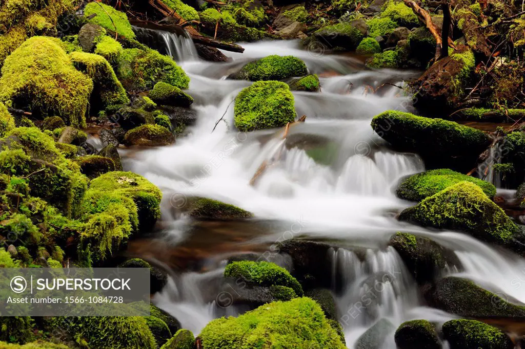 Waterfalls and mossy cascades in a stream along the trail to Sol Duc Falls, Olympic NP Sol Duc unit, Washington, USA