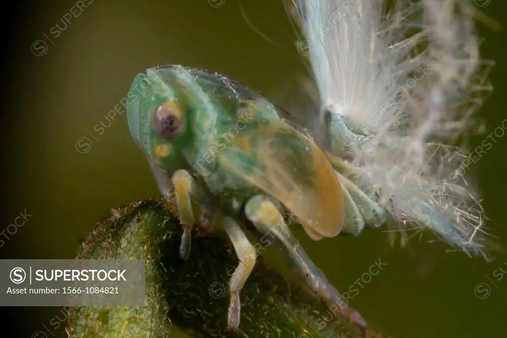 Acanalonidae planthopper nymph
