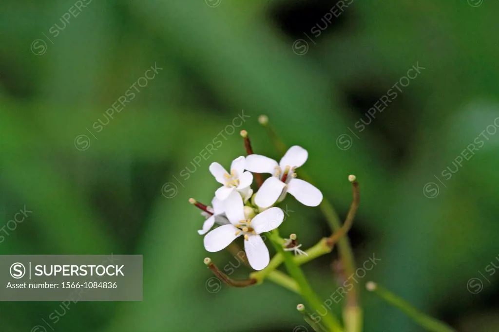 Wild Radish, Raphanus raphanistrum, Jointed Charlock, White Charlock  Herb with distinct white flower of four petals  Variable in color from white, ye...