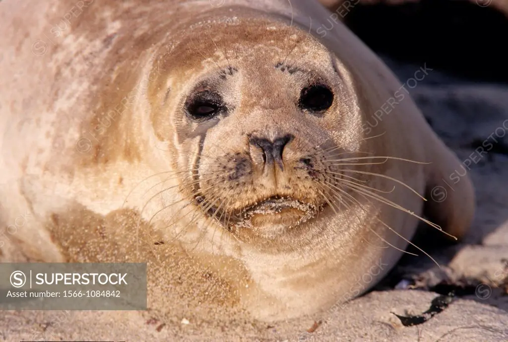Harbor seal Phoca vitulina at Childrens Pool, Ellen Browning Scripps Marine Park, La Jolla, California