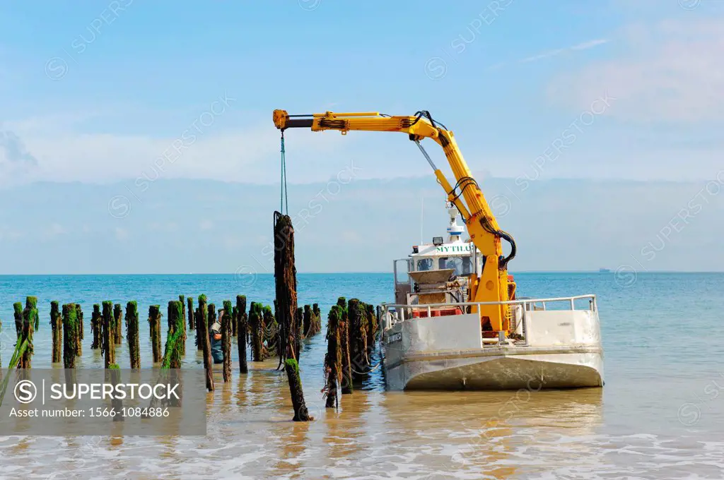 Stock photo of harvesting of mussels on ile d´oleron, France