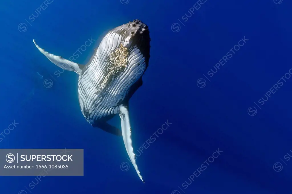 humpback whales, Megaptera novaeangliae, displaying courtship behavior - male aggressively pursuits female while blowing bubbles vigorously, female wi...