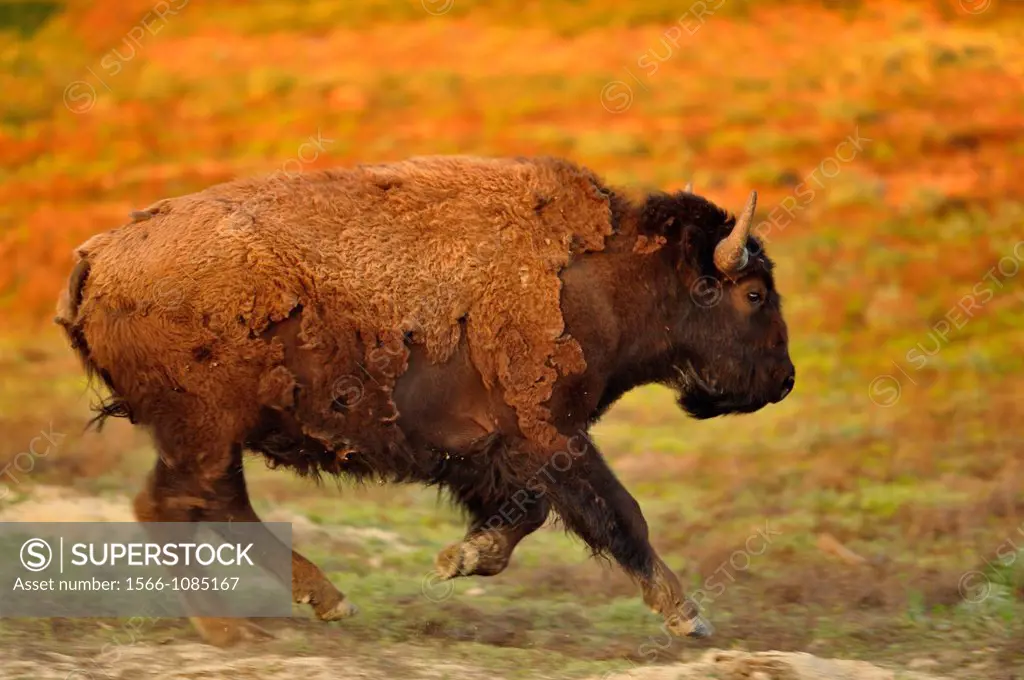 American Bison Bison bison Stampeding