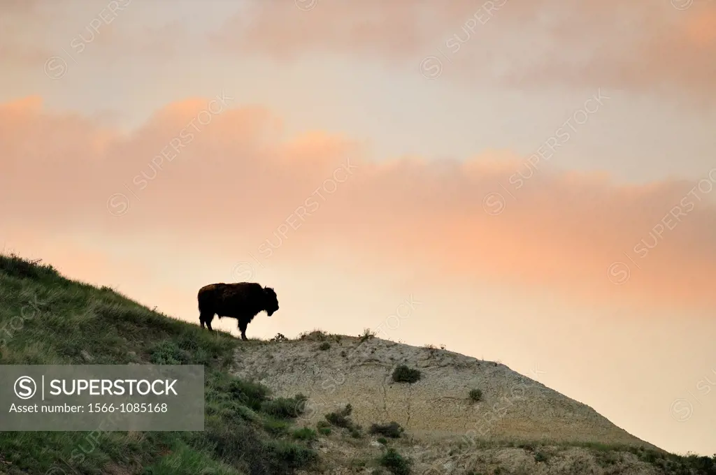 American Bison Bison bison Solitary individual on badlands ridge