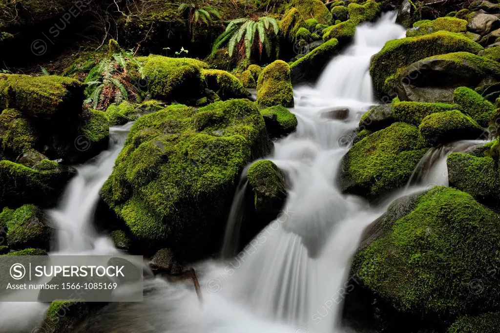 Waterfalls and mossy cascades in a stream along the trail to Sol Duc Falls, Olympic NP Sol Duc unit, Washington, USA