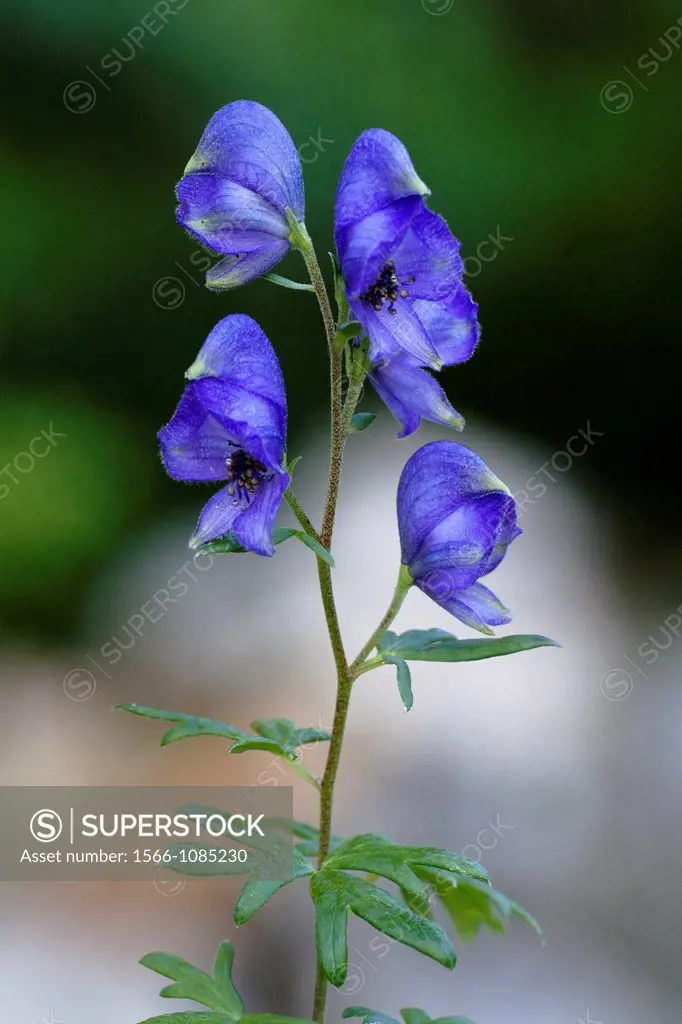 Common Monkshood or Wolf´s Bane Aconitum napellus blossoming  Wolf´s Bane is one of the most poisonous plants in Europe - Bavaria/Germany
