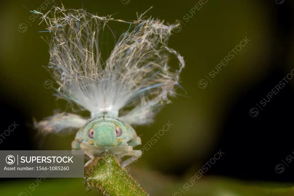 Acanalonidae planthopper nymph