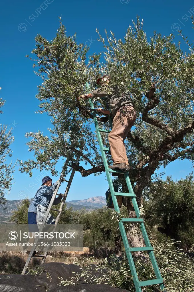 Harvesting Kalamata olives, near Kardamyli in the Outer Mani, Messinia, Southern Peloponnese, Greece