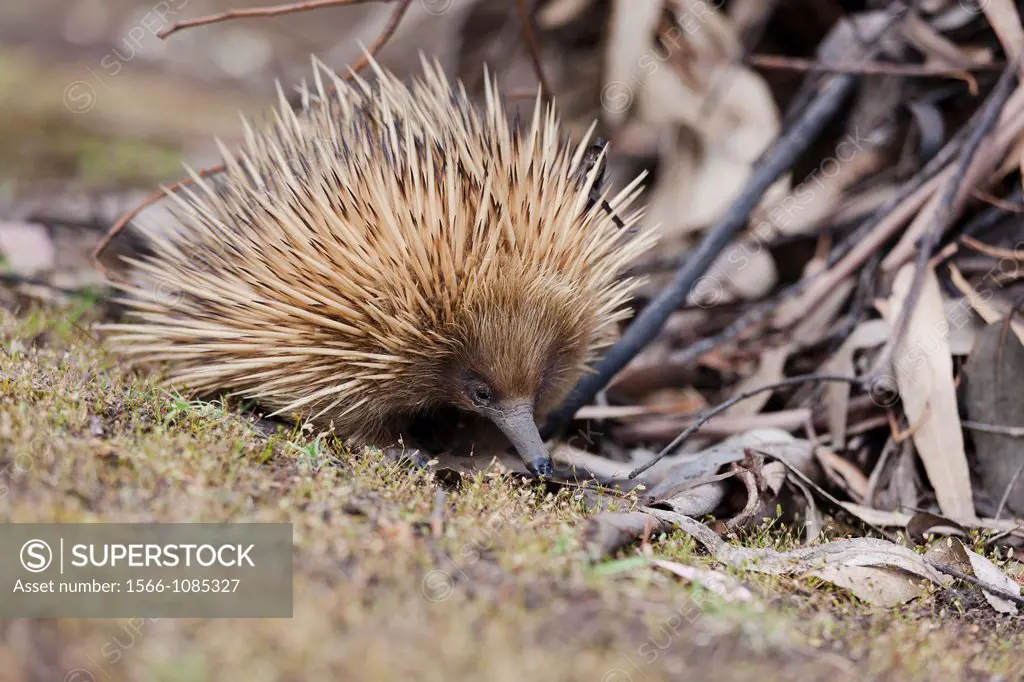 Short-beaked Echidna Tachyglossus aculeatus, an oviparous mammal of Australia Short-beaked Echidnas feed on Ants and termites, the spiky coat, which c...