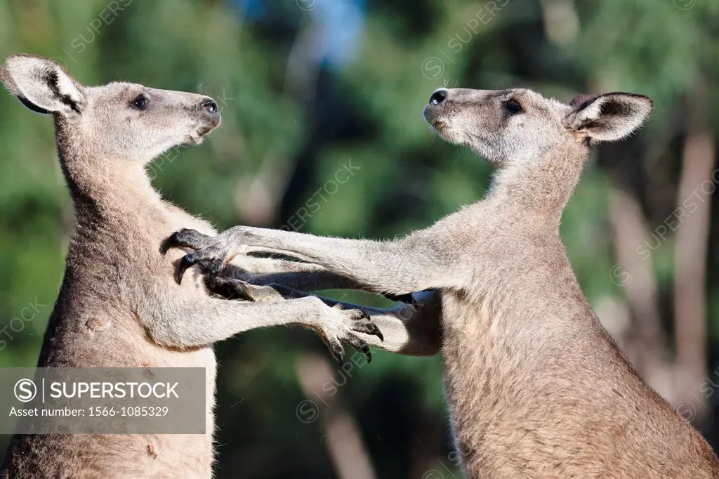 Australia, Victoria, Grampians National Park, halfway between the village of Halls Gap and Lake Bellfield near Fyans Creek. Eastern grey kangaroo (Mac...