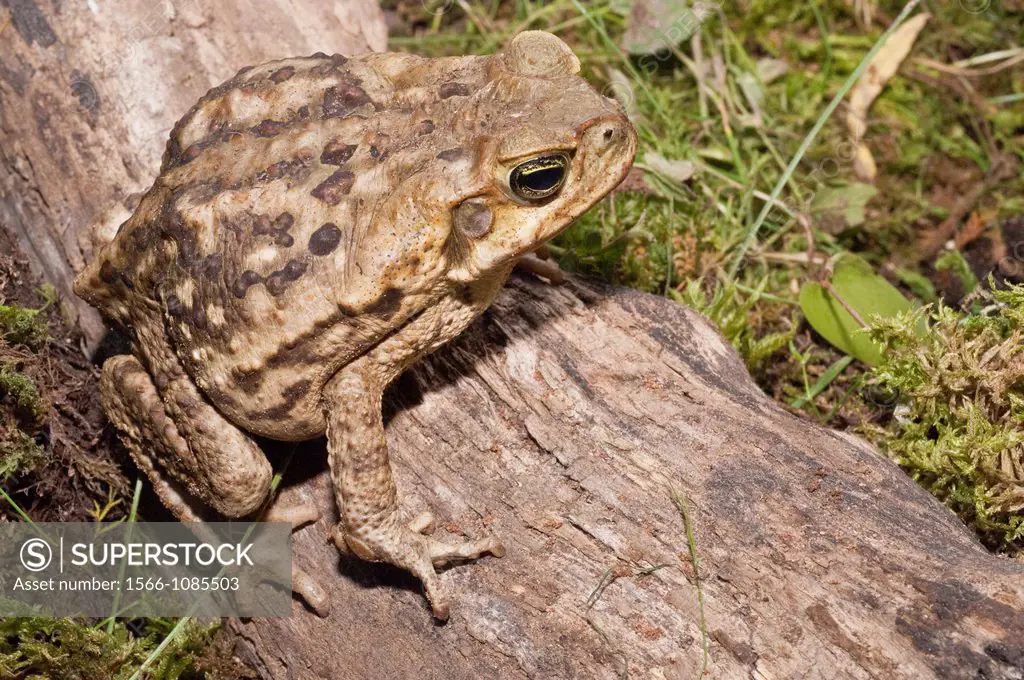 Cane toad, Bufo marinus, also known as Giant Neotropical toad or marine toad, native to Central and South America