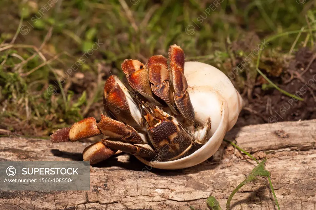 Caribbean hermit crab, West Atlantic crab, Coenobita clypeatus, native to the west Atlantic, Bahamas, Caribbean Sea