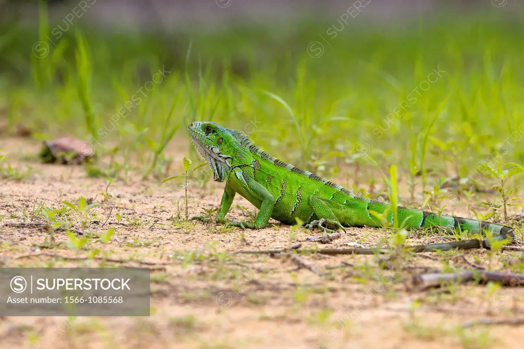 Brazil, Mato Grosso, Pantanal area, Green Iguana or Common Iguana Iguana iguana along the water