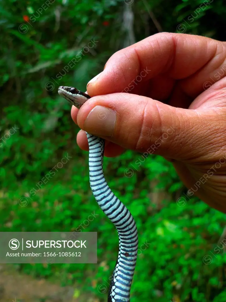 Jubo snake Alsophis cantherigerus Topes de Collantes National Park  Sierra Escambray  Cuba