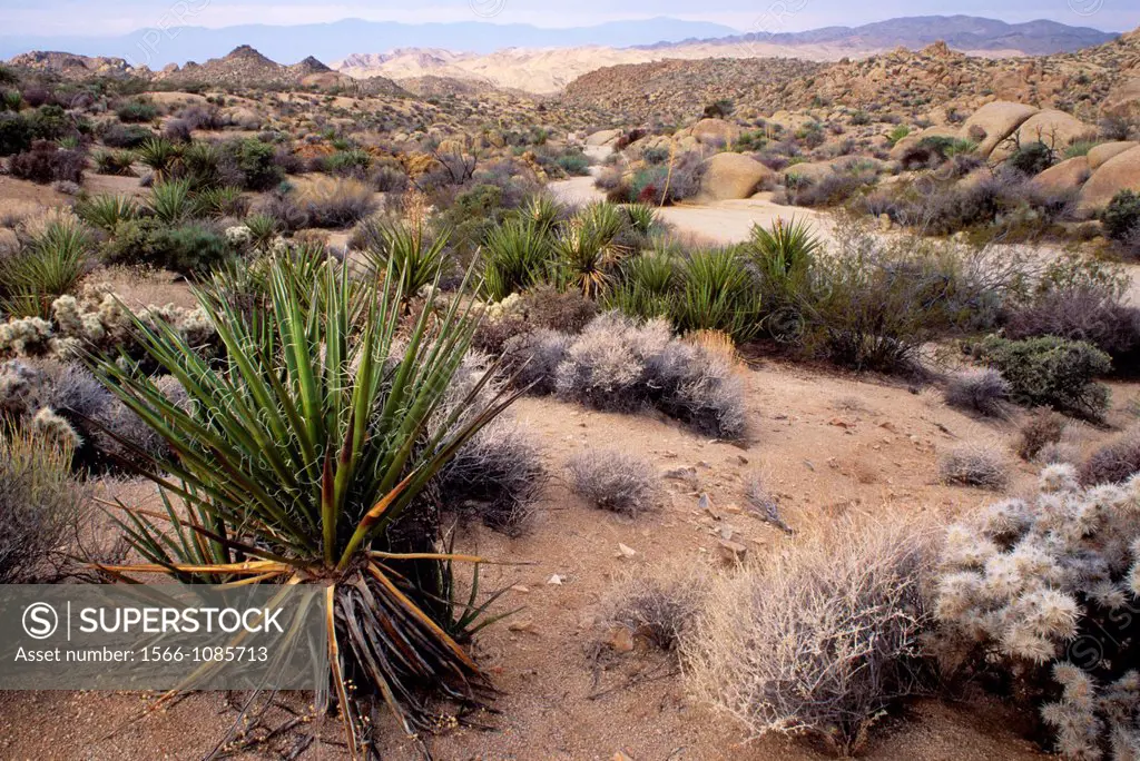 Mojave yucca Yucca schidigera near Lost Palms Canyon Trail, Joshua Tree National Park, California