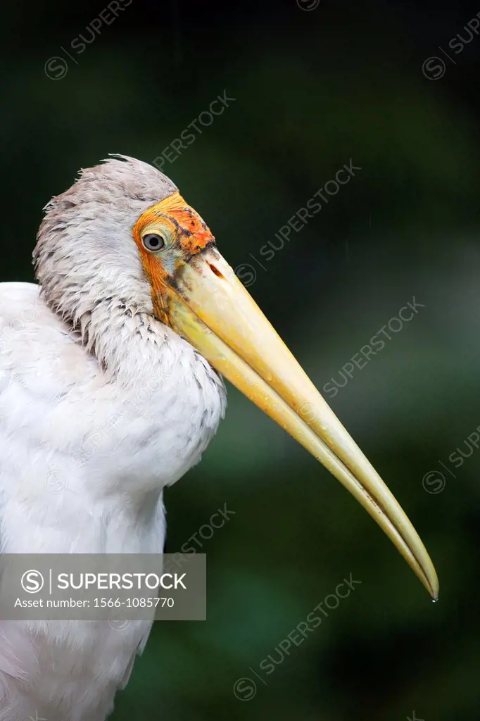 A Yellow-Billed Stork in the Rain  Mycteria ibis