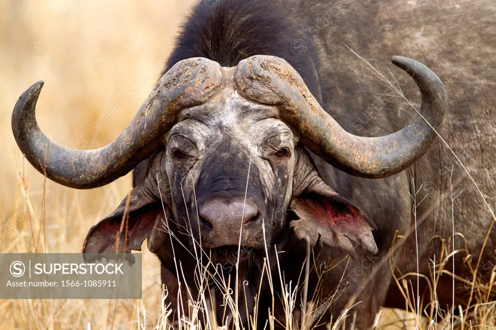 Buffalo Syncerus caffer, Kruger National Park, South Africa
