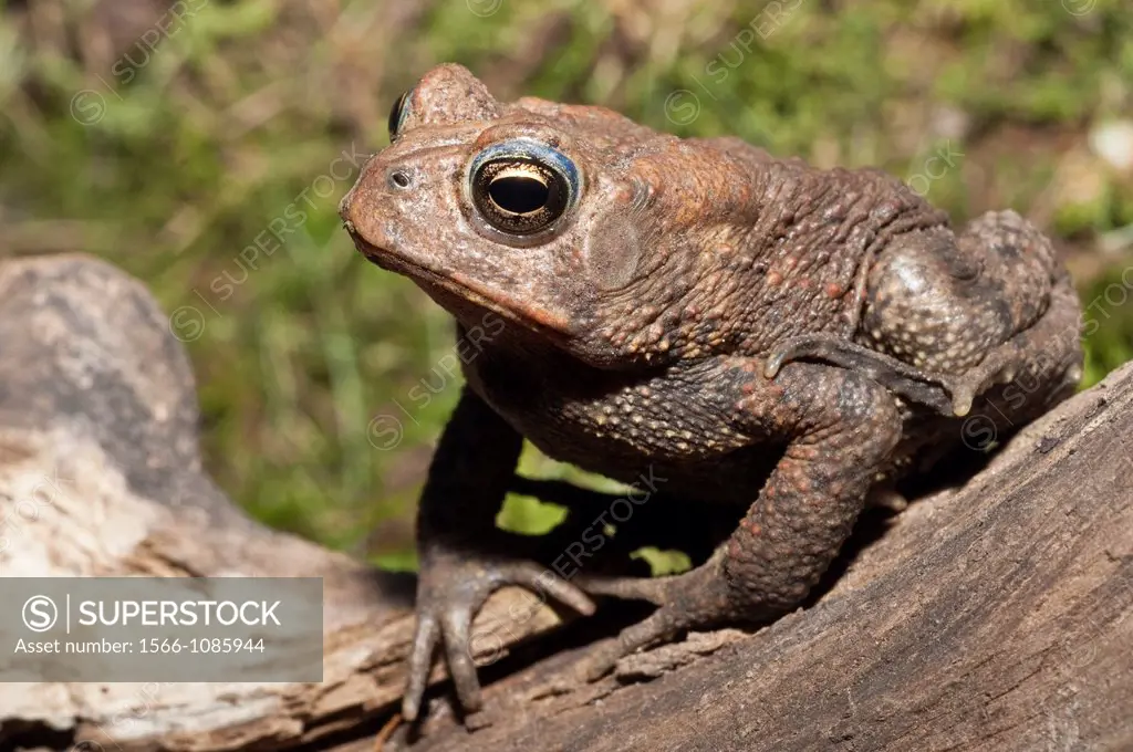 American toad, Bufo americanus, female, Minnesota, USA