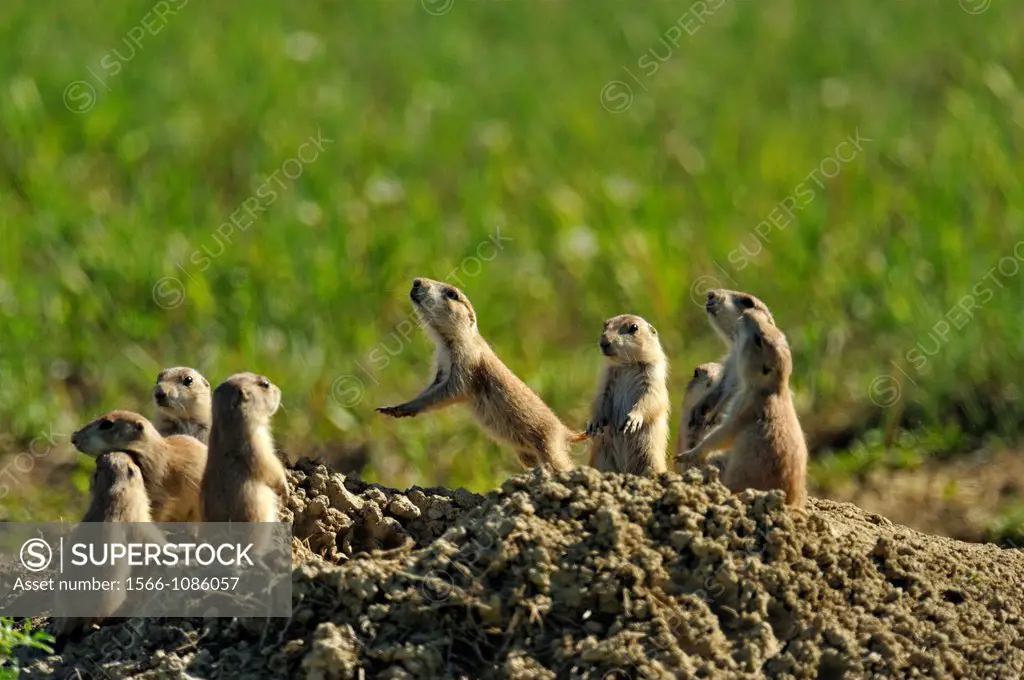 Black tailed prairie dog Cynomys ludovicianus Babies at den entrance